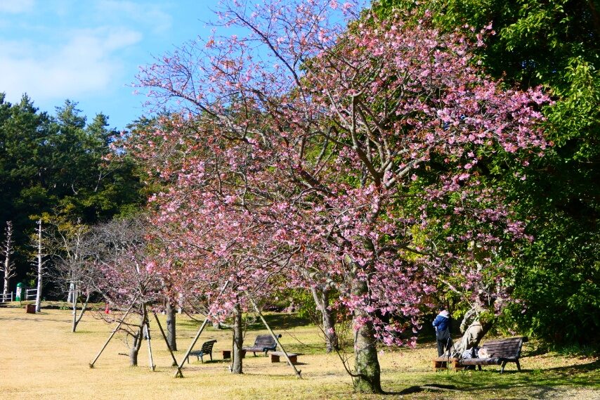 フラワーパークかごしまのイズノオドリコ桜2