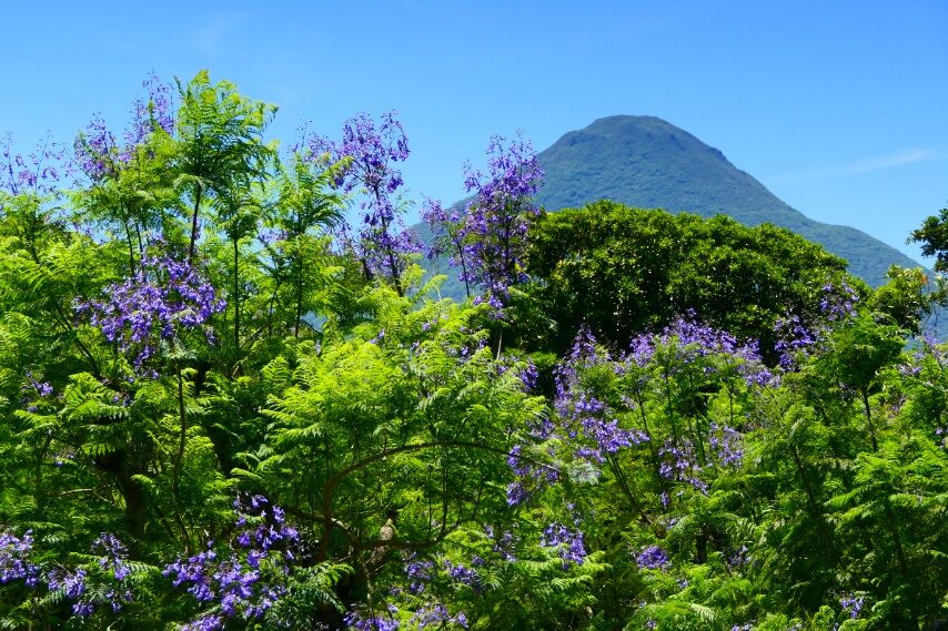 フラワーパークから薩摩富士開聞岳を撮る❗花はジャカランダ