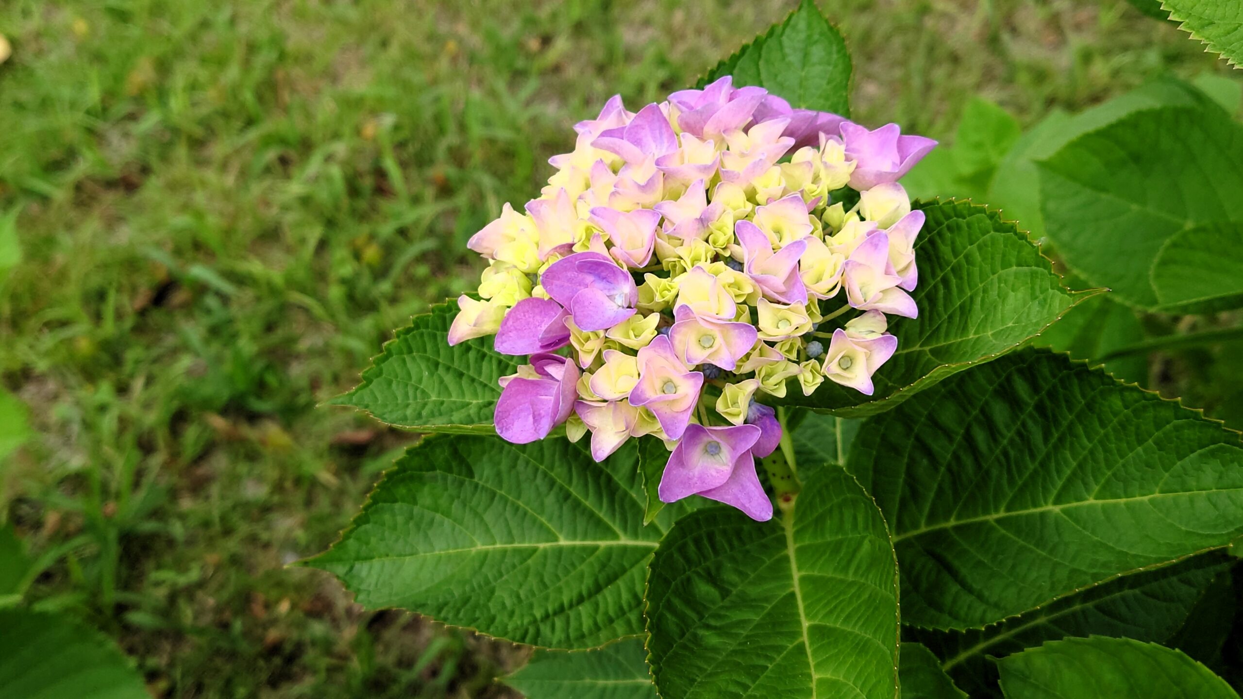 吉野公園の紫陽花３