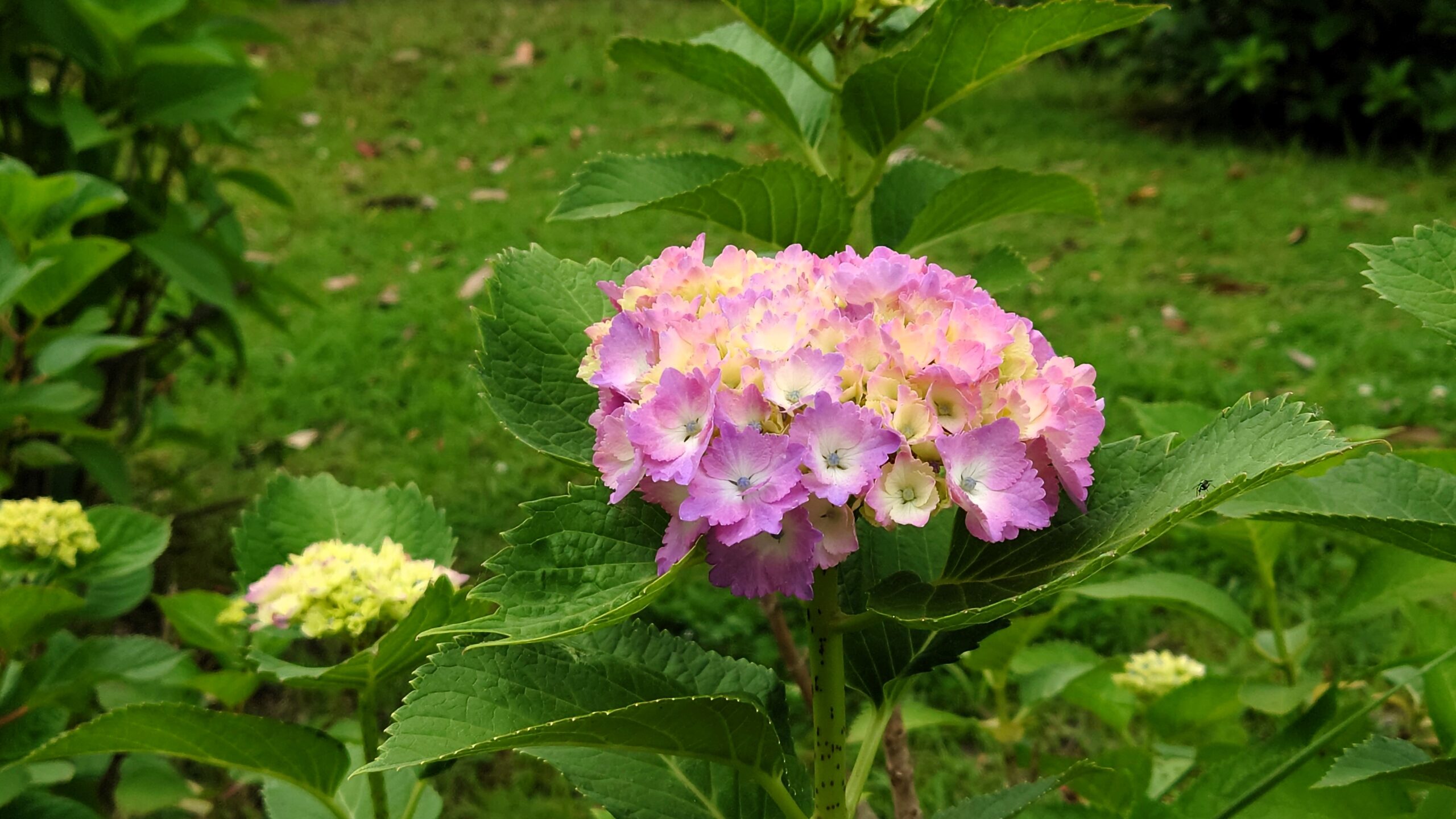 吉野公園の紫陽花５