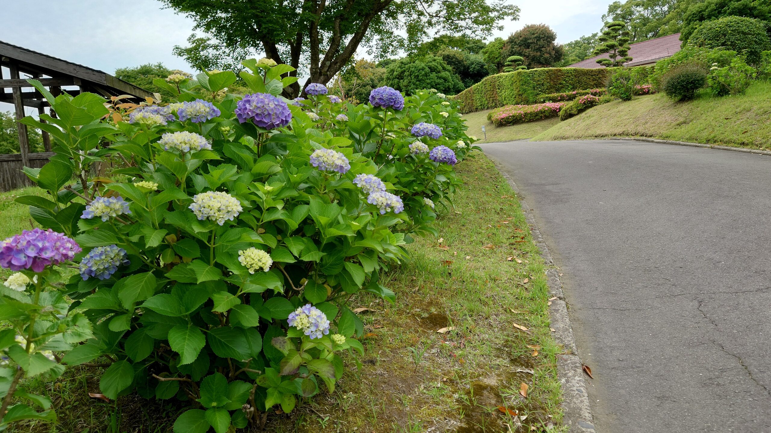吉野公園の紫陽花２