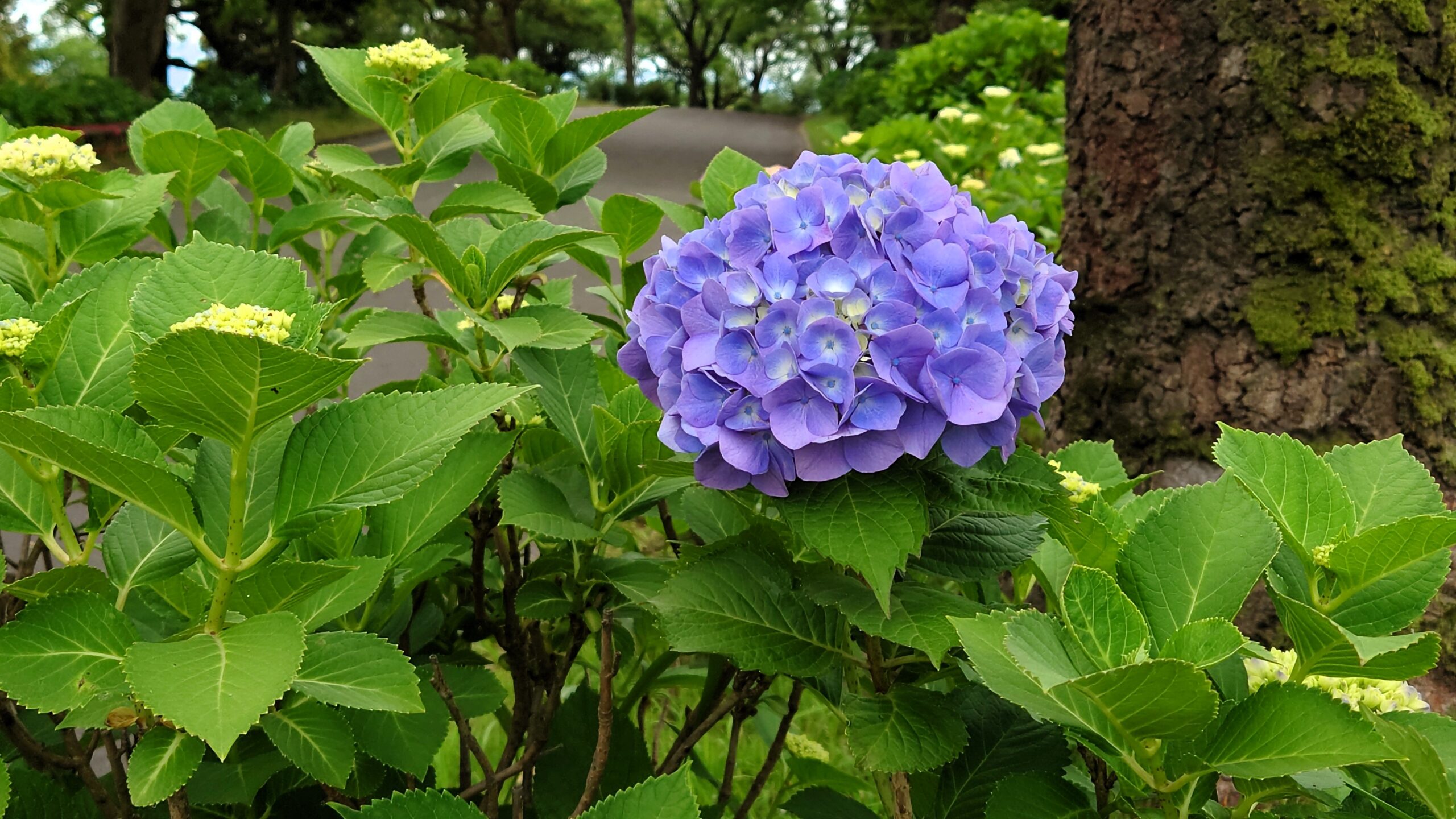 吉野公園の紫陽花１