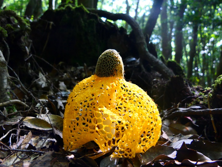 霧島山麓のキノコたち🎵 | NTT労組退職者の会鹿児島県支部協議会