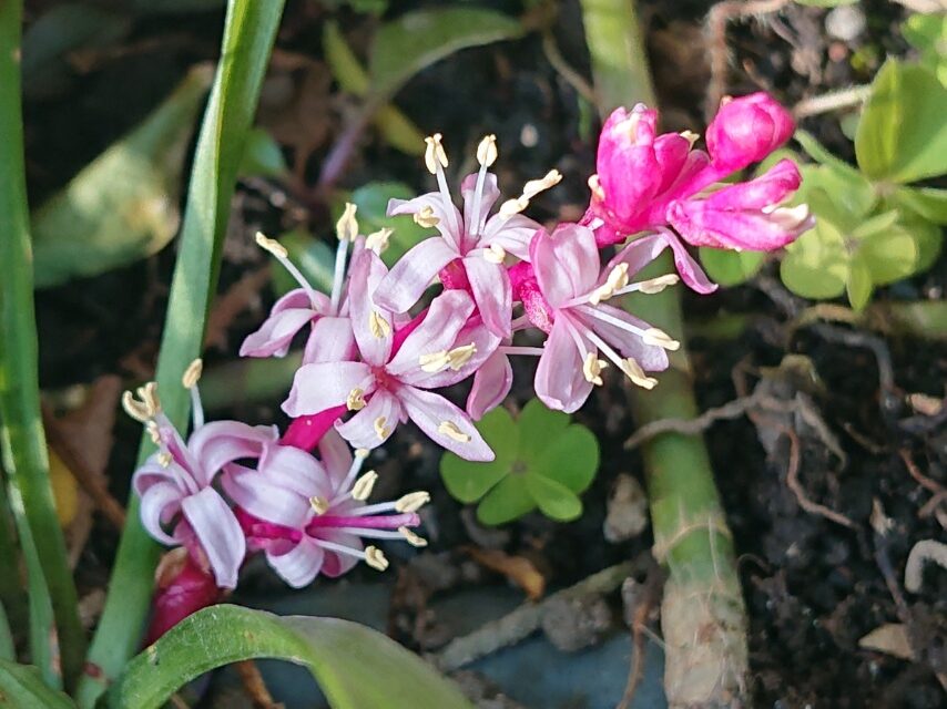 キチジョウソウ