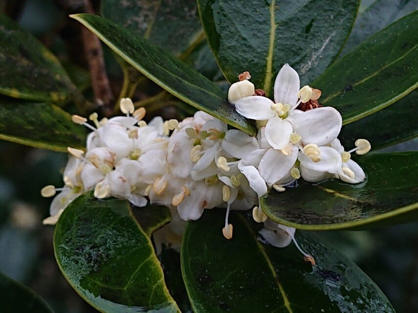 ヒイラギモクセイ