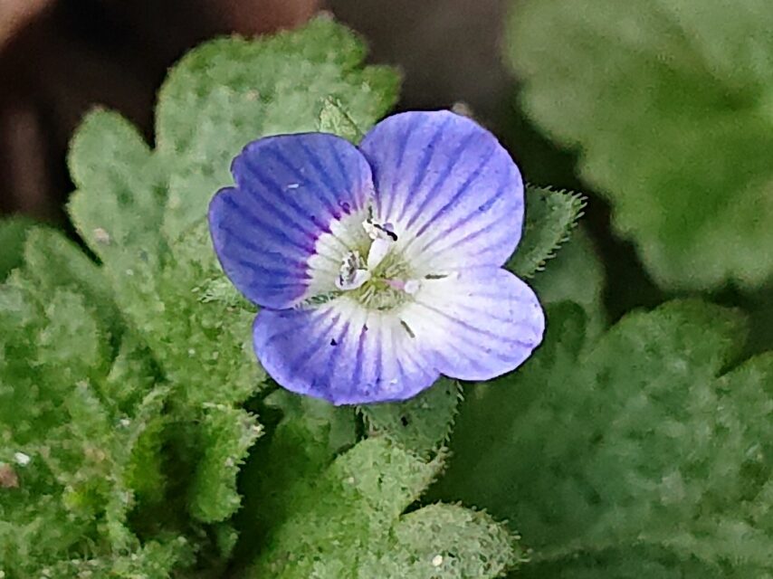 オオイヌノフグリ