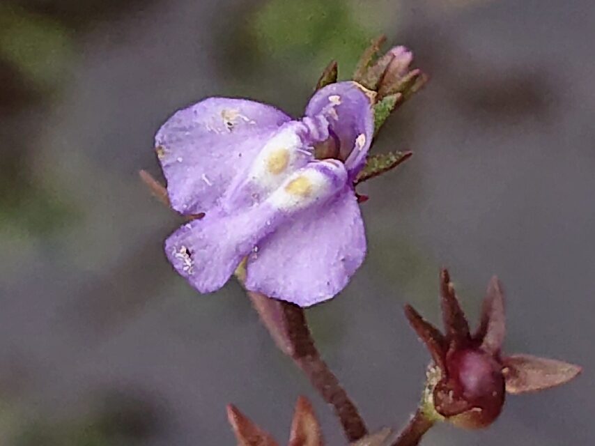 ムラサキサギゴケ