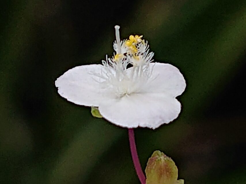 ブライダルベール