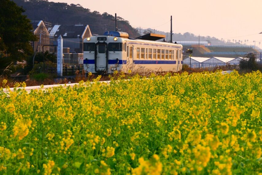 ナノハナ越しに、西大山駅に停車中のキハ