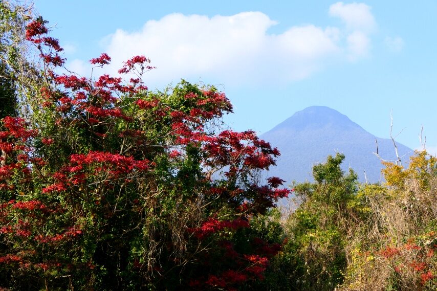 開聞岳山麓の紅葉