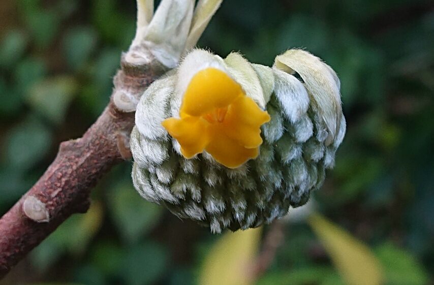 ミツマタ、早くも開花