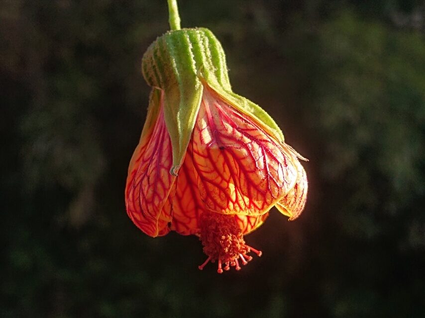 ショウジョウカ