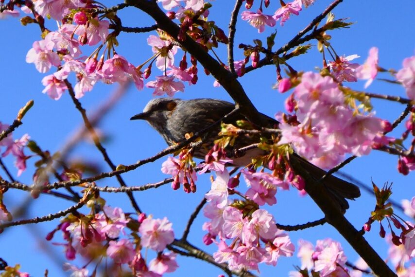 カワズザクラとヒヨドリ