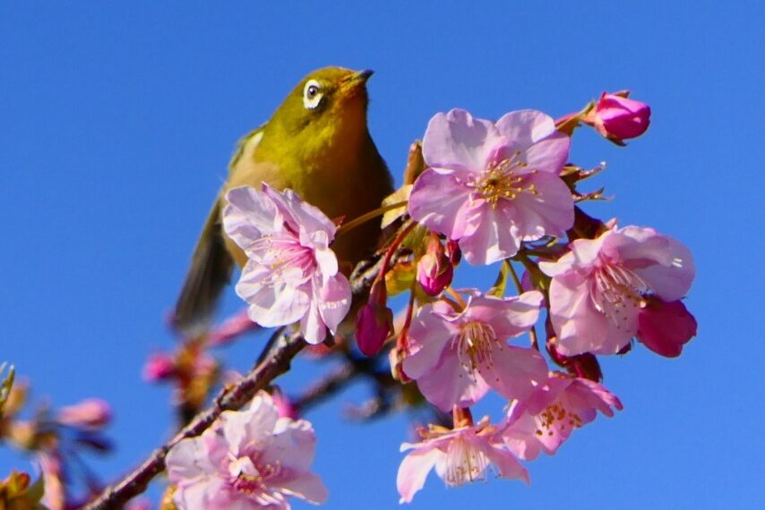 カワズザクラとメジロ