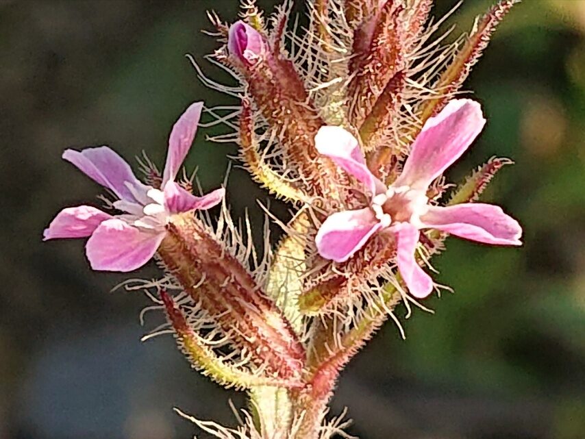 シロバナマンテマ