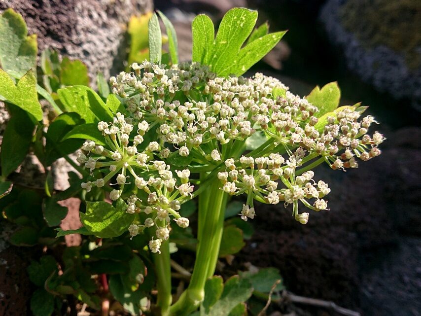 ボタンボウフウ