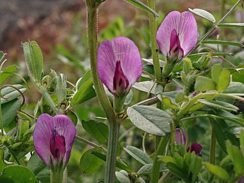 カラスノエンドウ