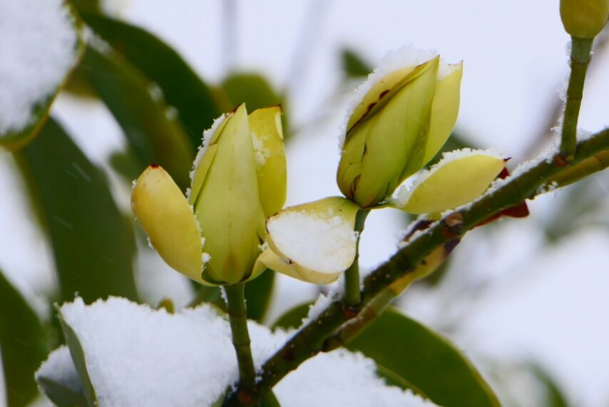 ミヤマガンショウ