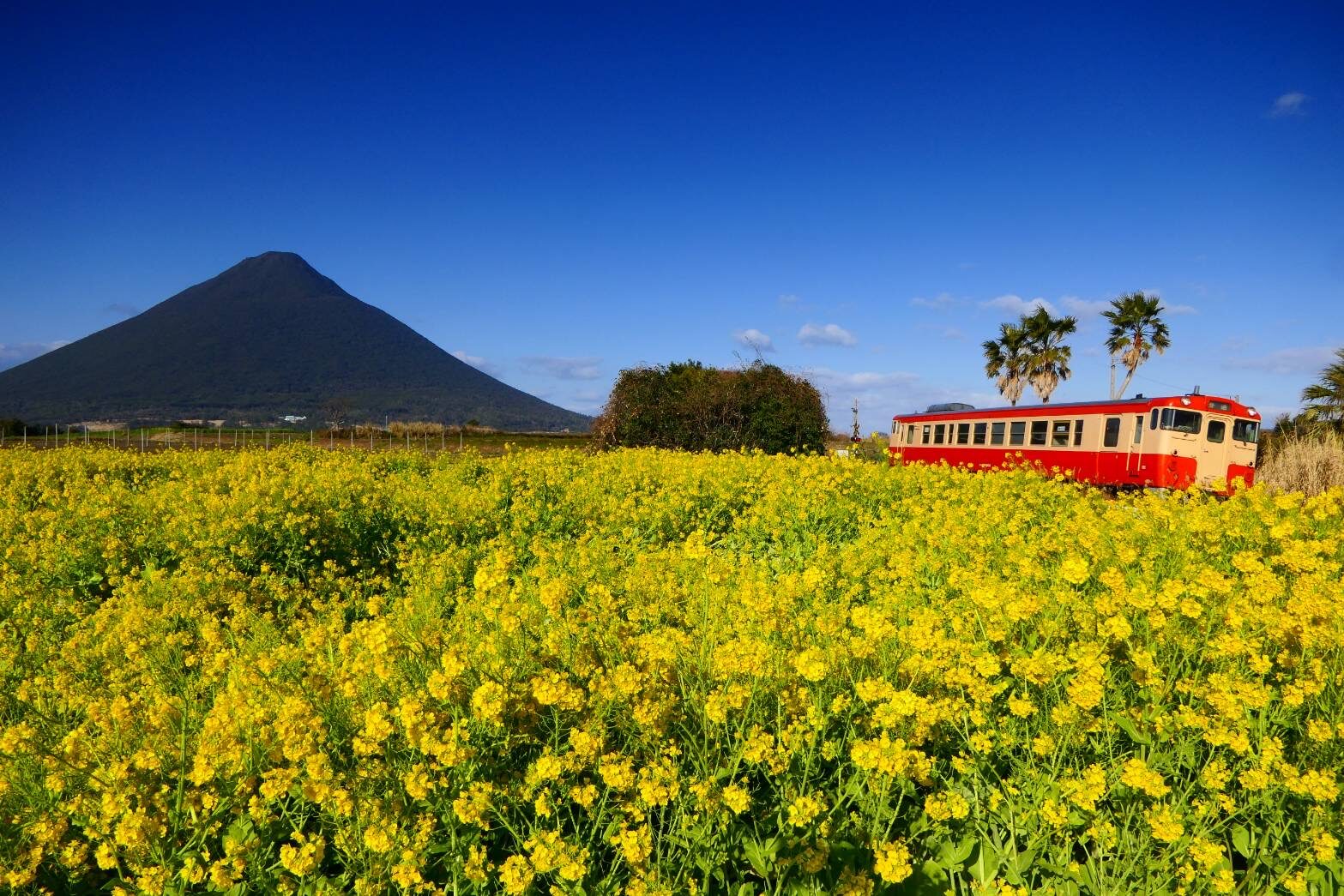 西大山駅のナノハナと国鉄カラーのキハ-2