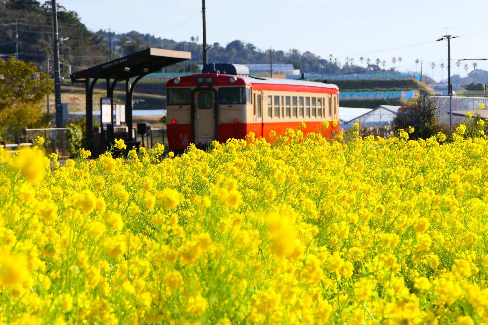 西大山駅のナノハナと国鉄カラーのキハ-3