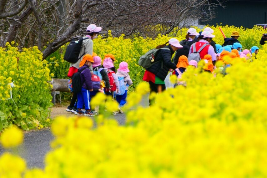 園児たちもナノハナに大喜び