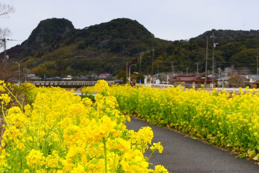 菜の花ロードから、左端に蔵王嶽
