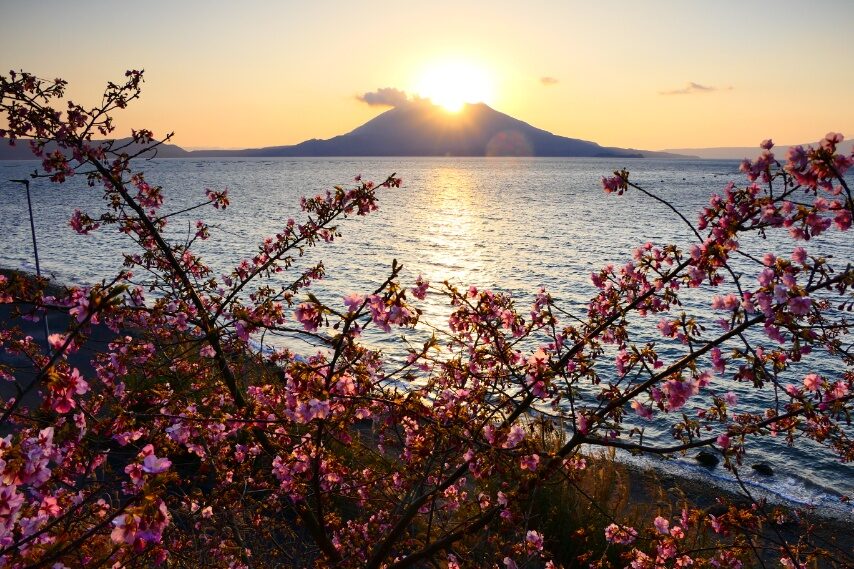 桜島とカワズザクラの咲く絶景-2