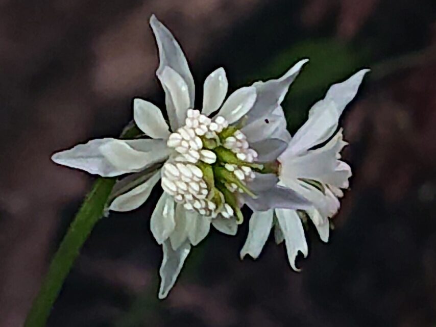 セリバオウレン(両性花)