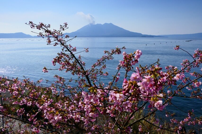 桜島とカワズザクラの咲く絶景-1