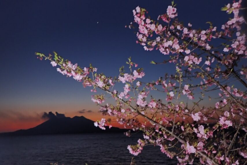 桜島とカワズザクラの咲く絶景-3