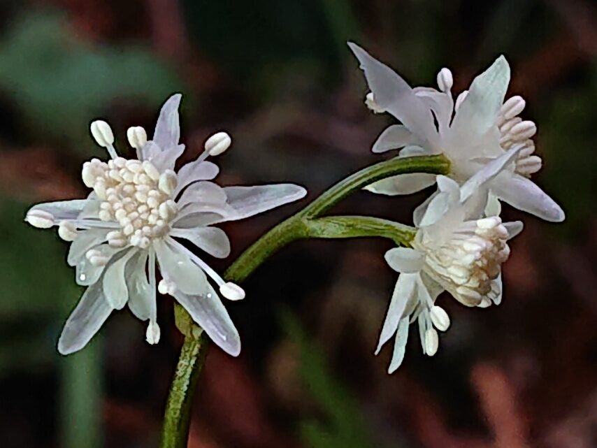セリバオウレン(雄花)