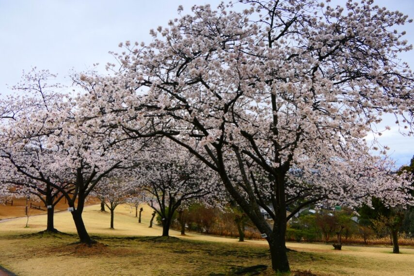 満開の暖流桜③