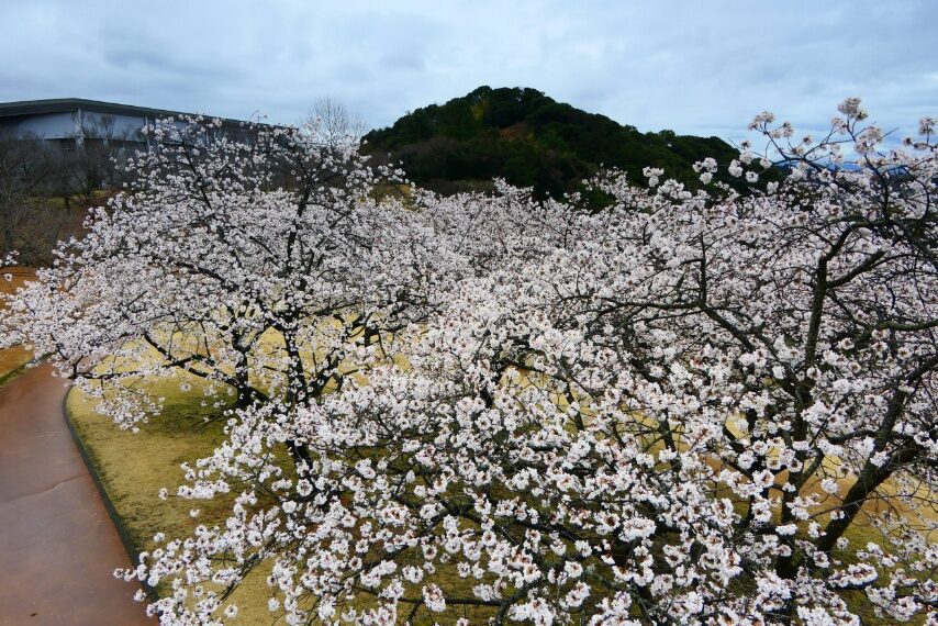 満開の暖流桜①