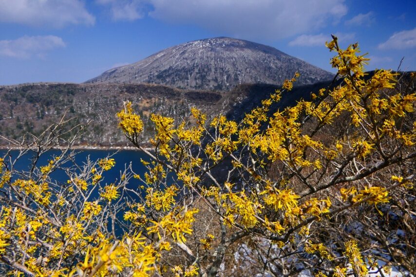 マンサクの花と霧島連山の主峰 韓国岳-1