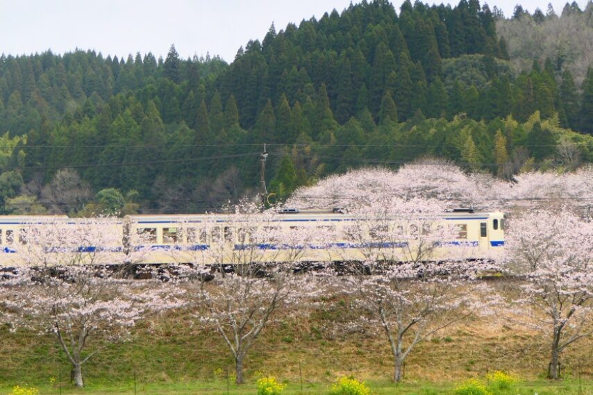 植村駅近くでもソメイヨシノ満開-2
