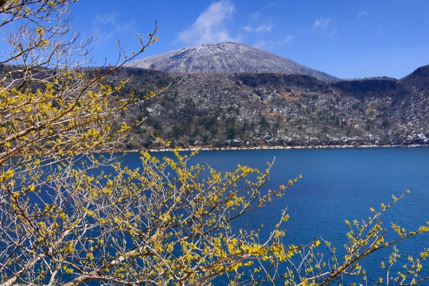 マンサクの花と霧島連山の主峰 韓国岳-2