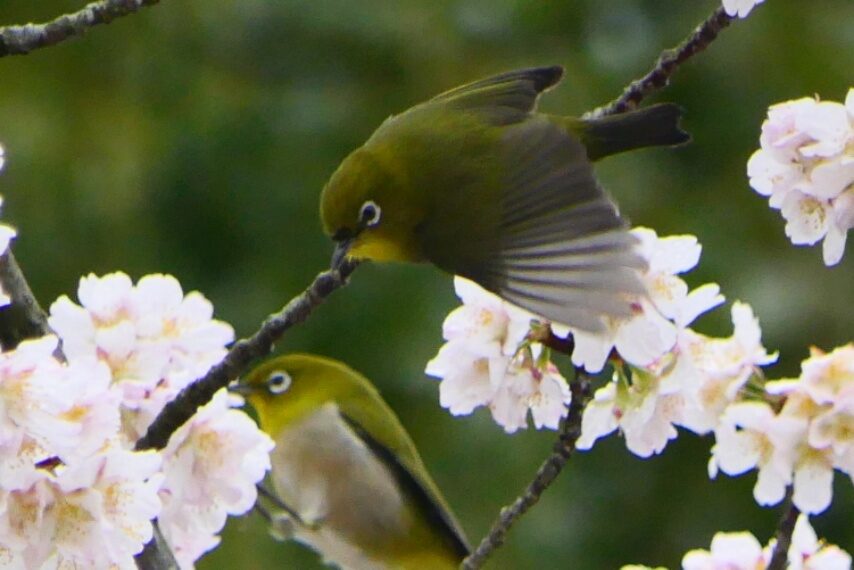 暖流桜で忙しく飛び回るメジロ