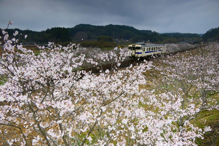 植村駅近くでもソメイヨシノ満開-1