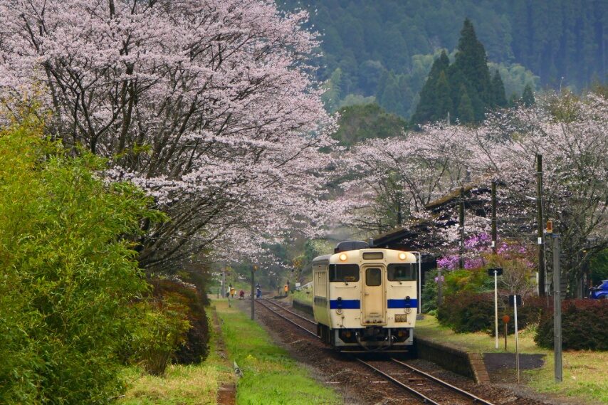 嘉例川駅、ソメイヨシノ満開