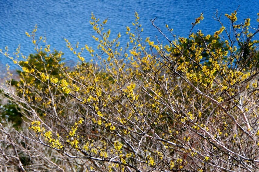 湖面とマンサク
