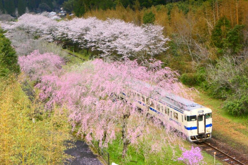 嘉例川駅、シダレザクラやソメイヨシノ満開