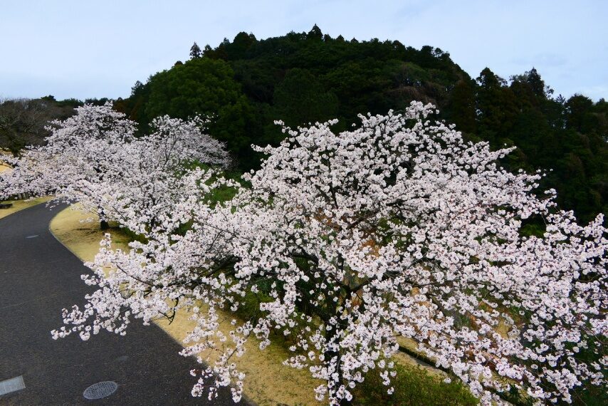 満開の暖流桜②