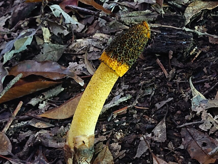 キイロスッポンタケ