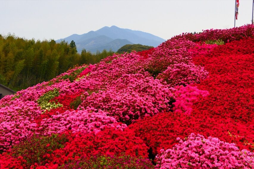 クルメツツジの山