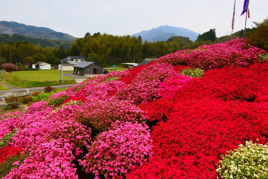 クルメツツジの山