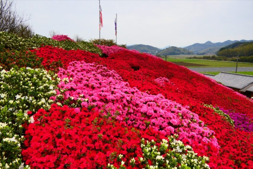 クルメツツジの山