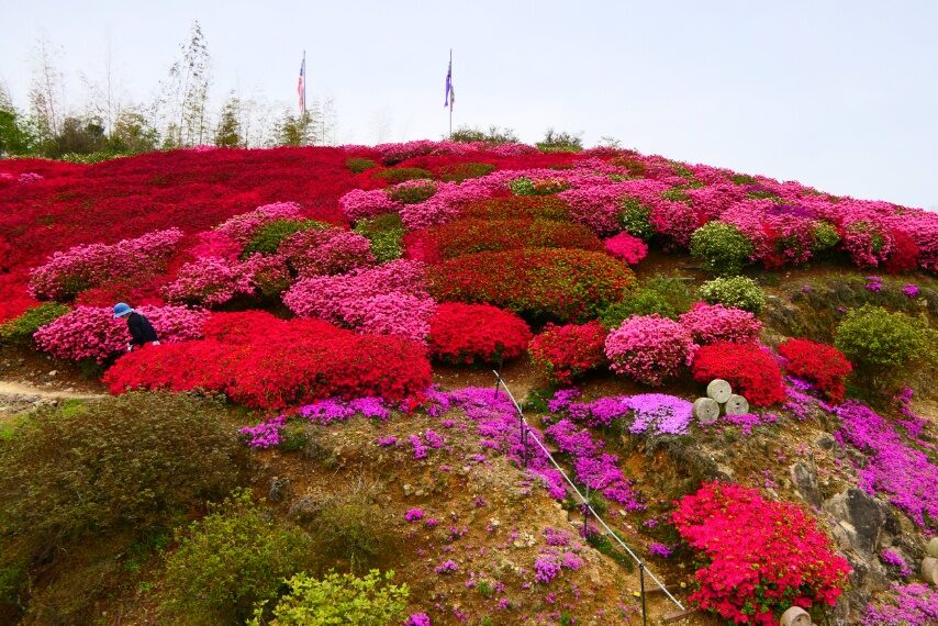 クルメツツジの山