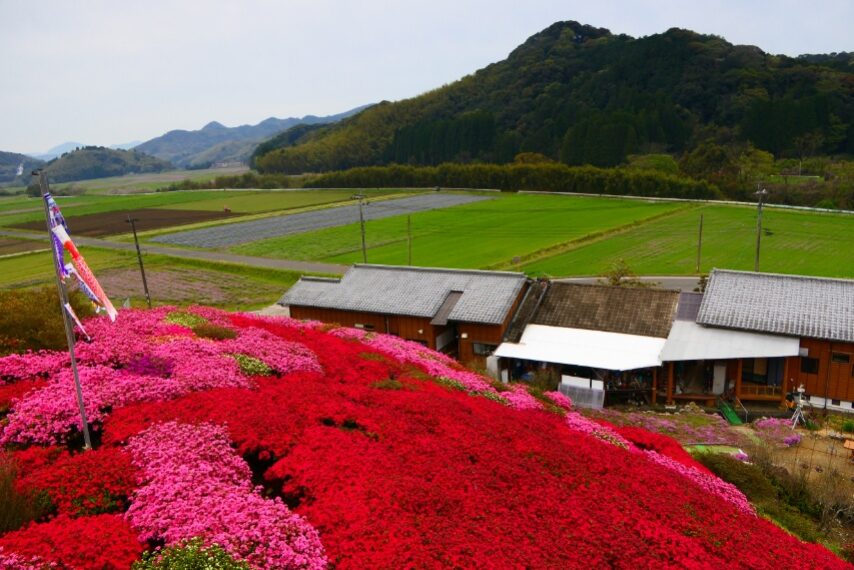 クルメツツジの山