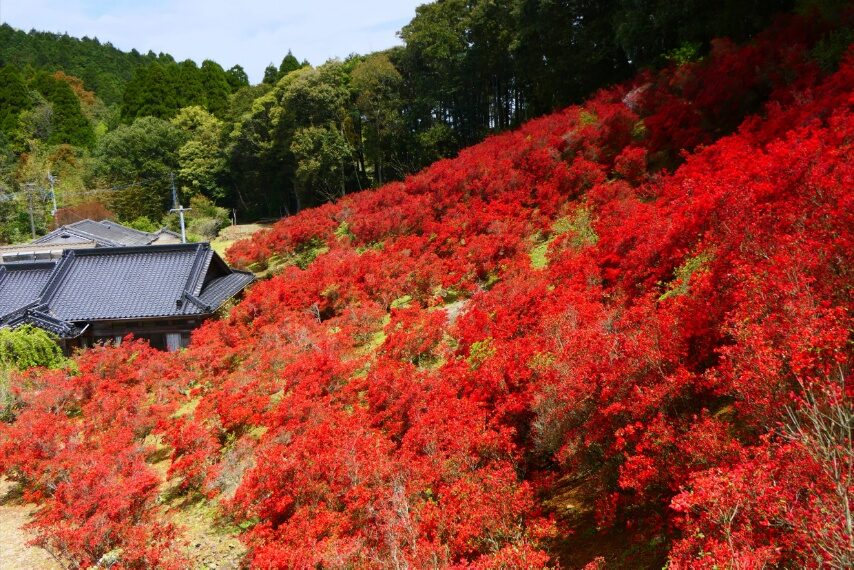 永利尾原の本キリシマ