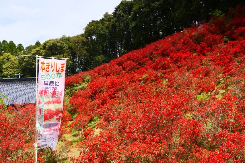 永利尾原の本キリシマ